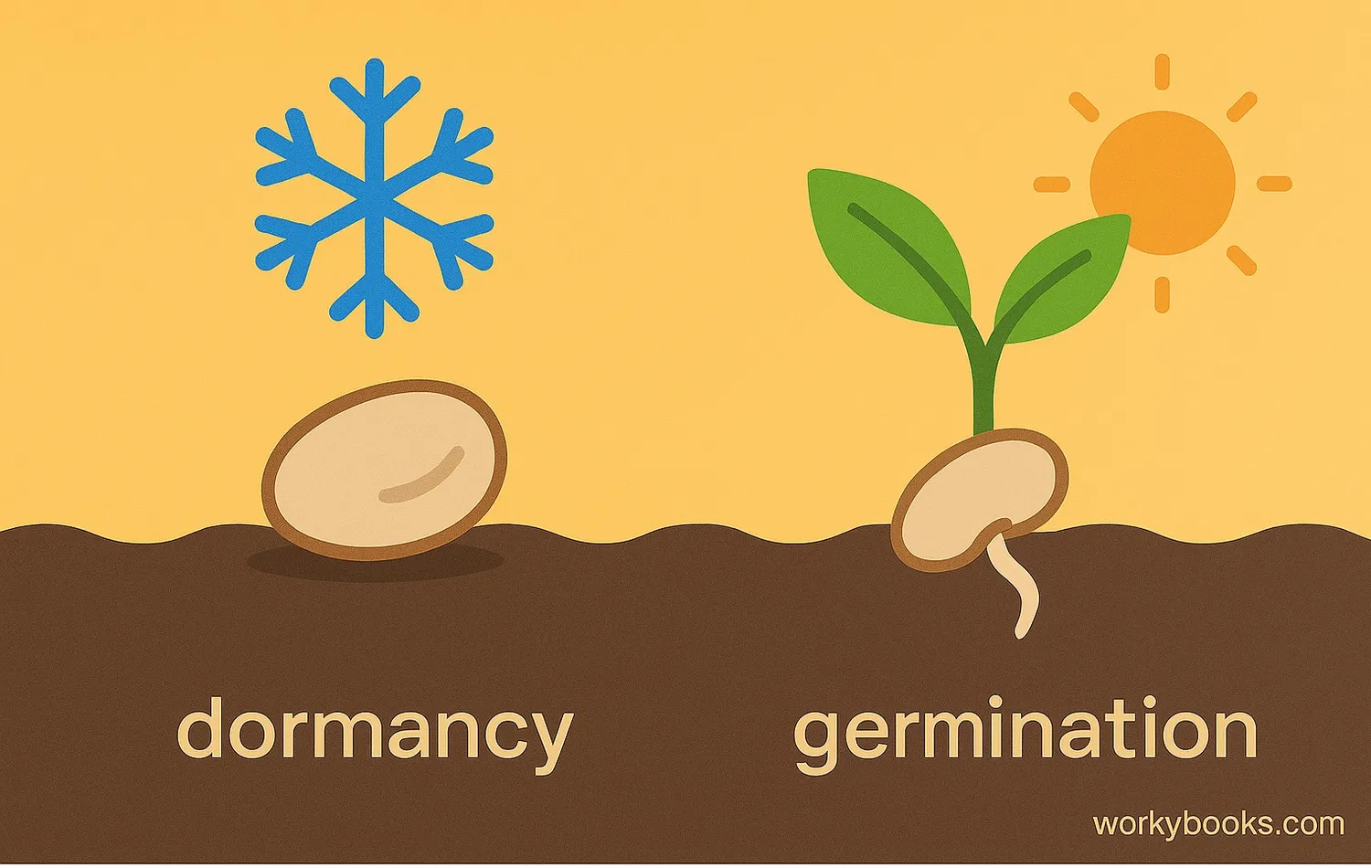 Seed Dormancy vs Germination